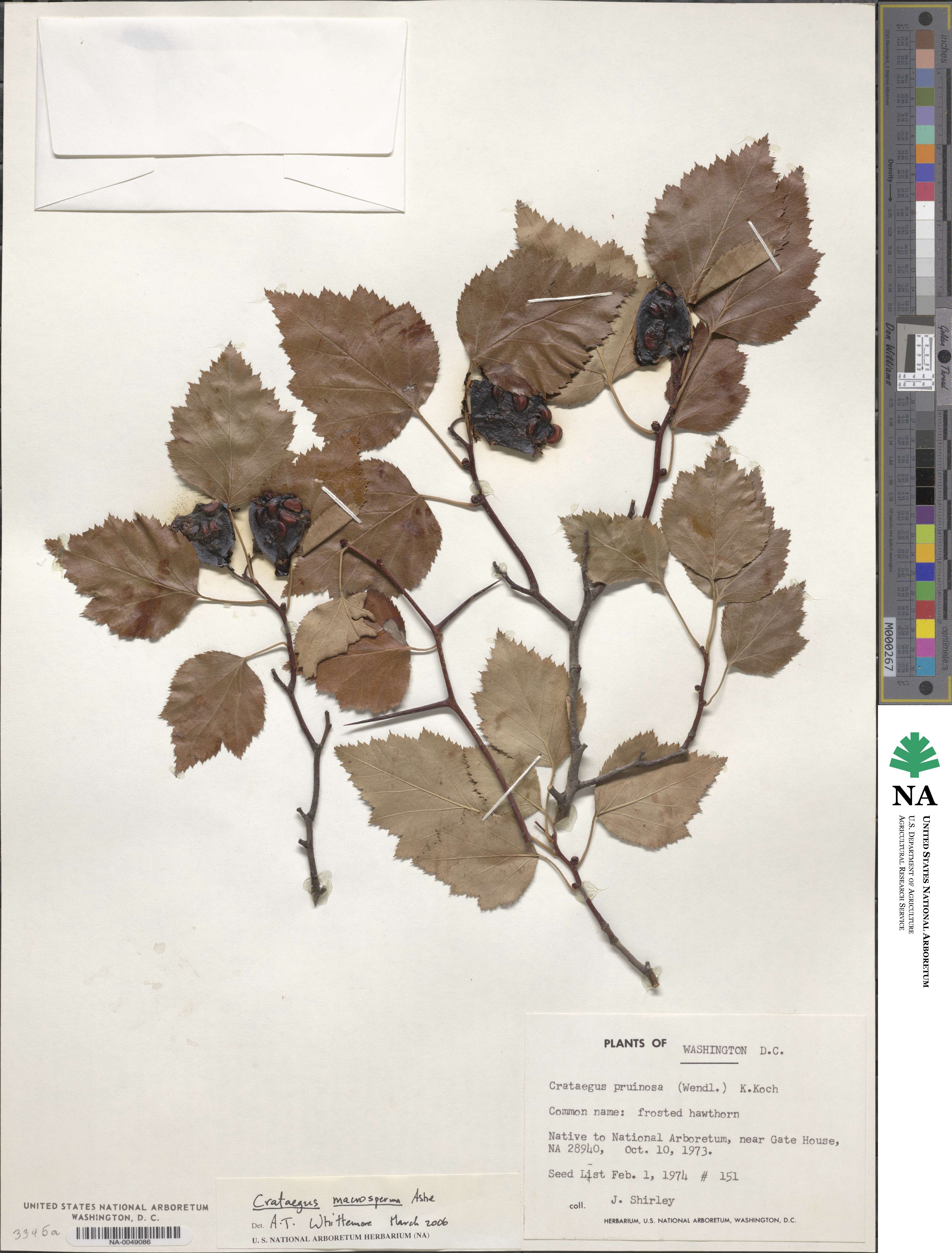 Crataegus image