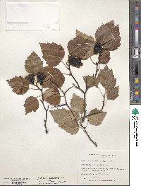 Crataegus macrosperma image