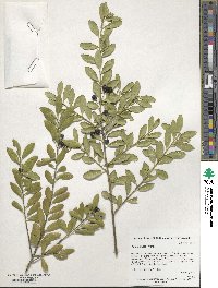 Ilex crenata image