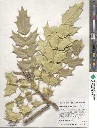 Mahonia bealei image