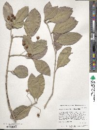 Euonymus fortunei image