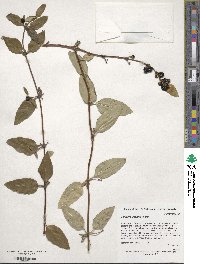 Lonicera japonica image