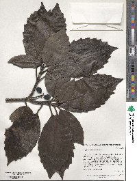 Aucuba japonica image