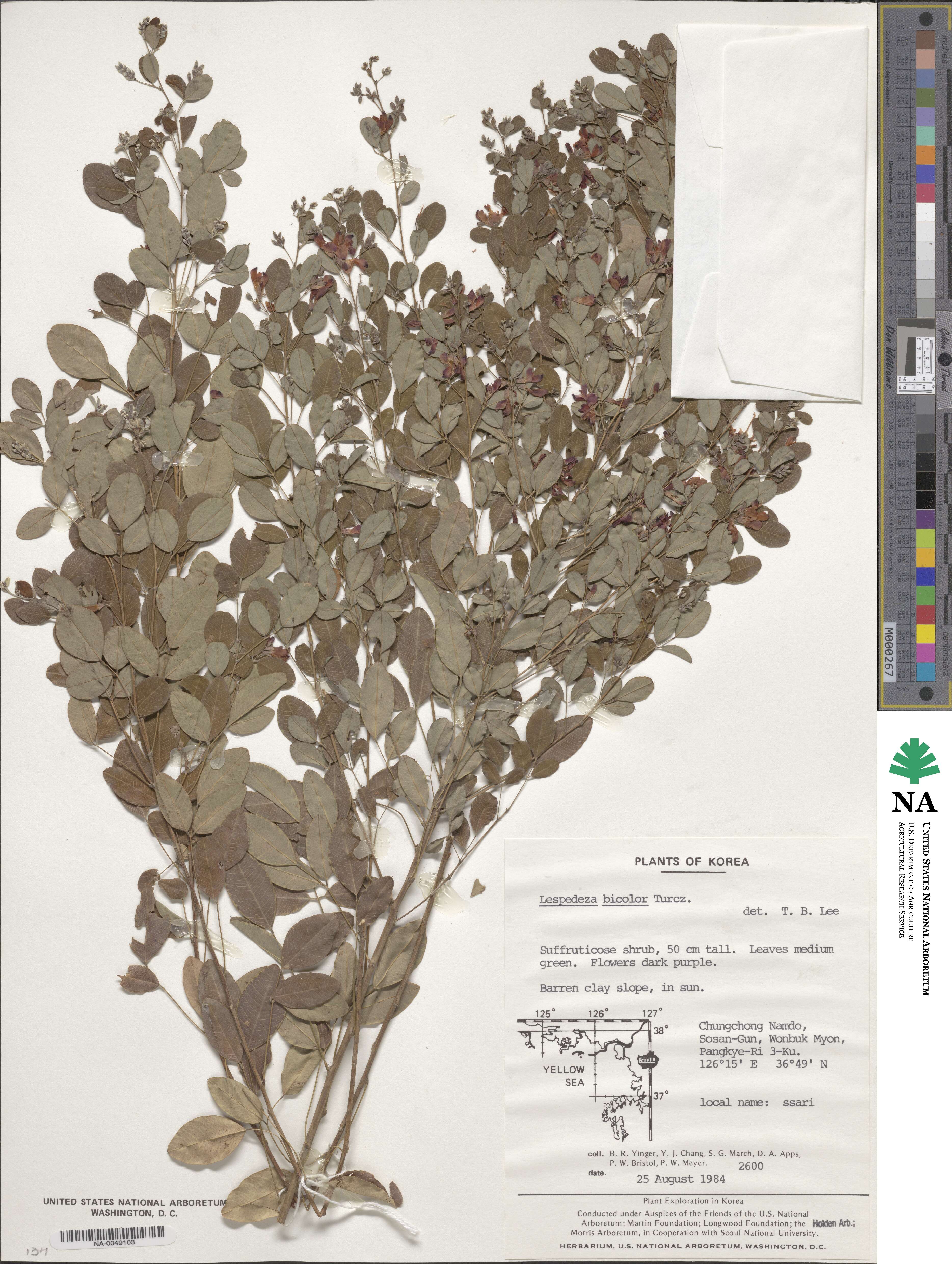 Lespedeza bicolor image