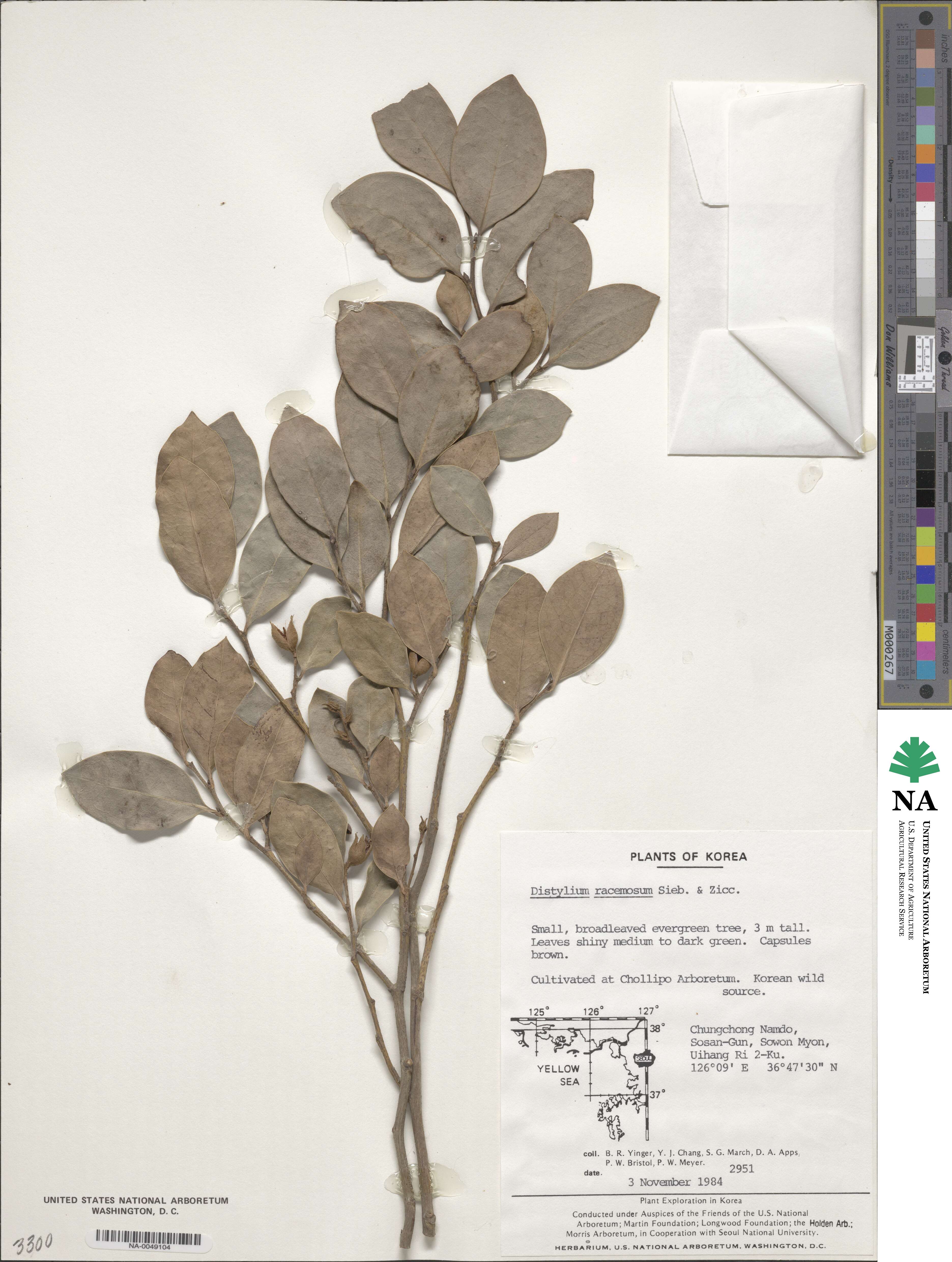 Distylium racemosum image
