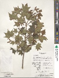 Acer pictum subsp. mono image