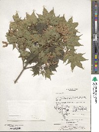 Acer pictum image