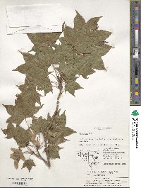 Acer pictum image