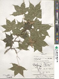 Acer pictum image