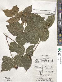 Rhodotypos scandens image