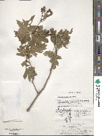 Crataegus pinnatifida image