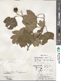 Crataegus pinnatifida image