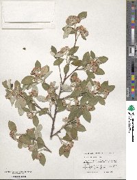 Cotoneaster pannosus image