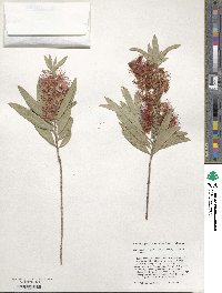 Callistemon viminalis image