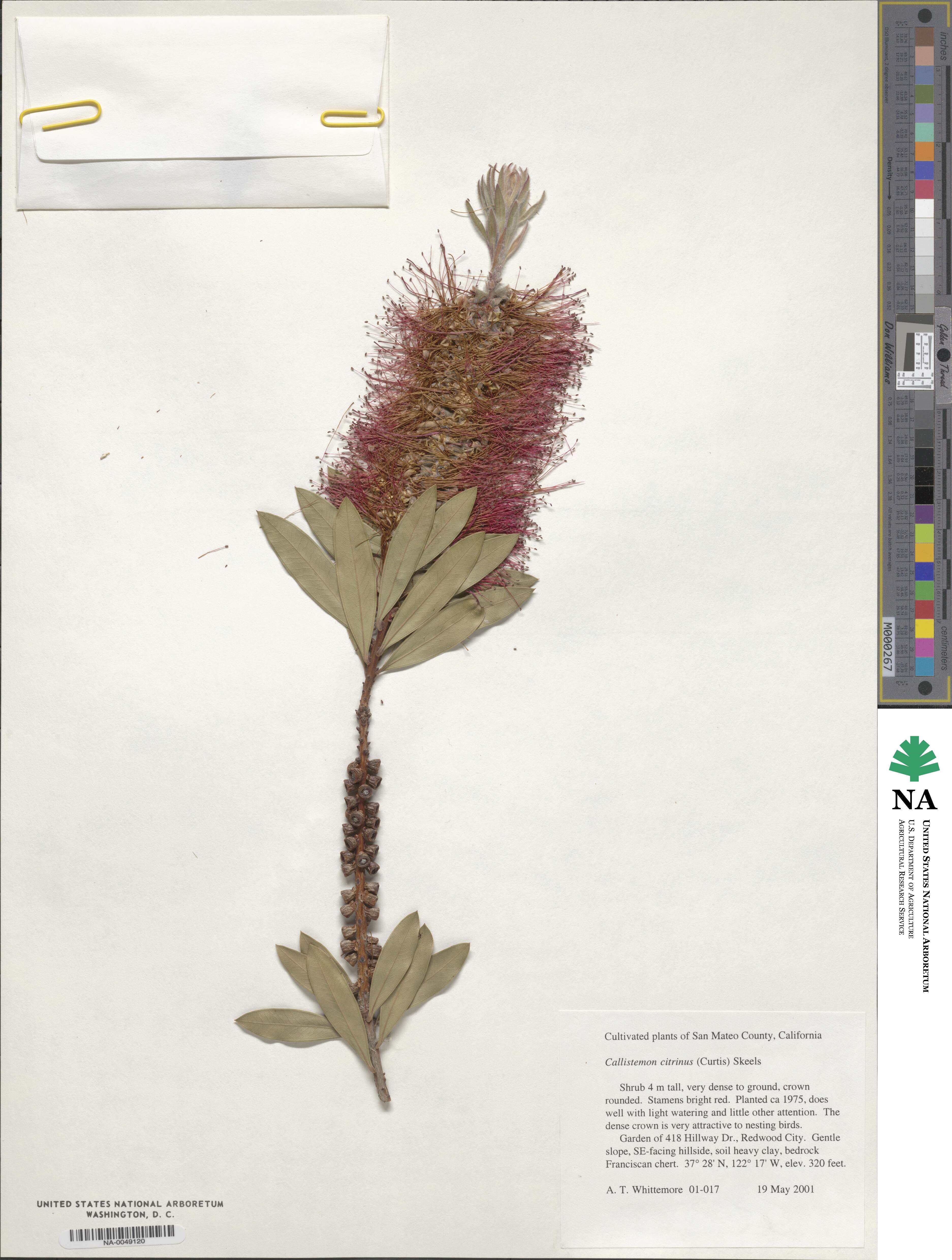 Callistemon citrinus image