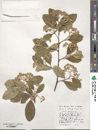 Image of Cotoneaster coriaceus