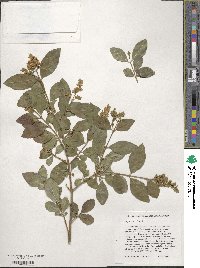 Ligustrum vulgare image