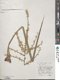 Cordyline australis image