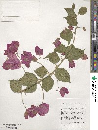 Image of Bougainvillea spectabilis