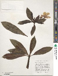 Impatiens sodenii image