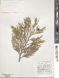 Calocedrus decurrens image