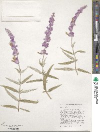 Salvia leucantha image