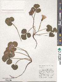 Oxalis purpurea image