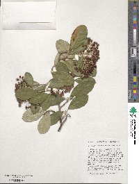 Cotoneaster coriaceus image