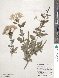 Image of Plumbago capensis