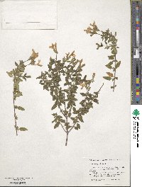 Salvia microphylla image