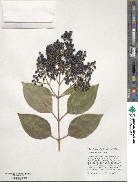 Ligustrum lucidum image