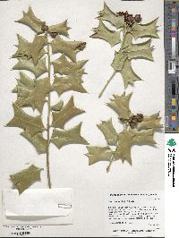 Ilex cornuta image