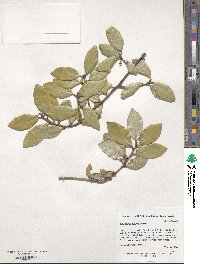 Elaeagnus glabra image