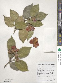 Camellia japonica image