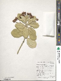 Euonymus japonicus image