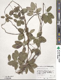 Akebia quinata image