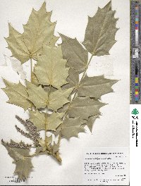 Mahonia bealei image