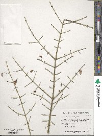 Euonymus alatus image