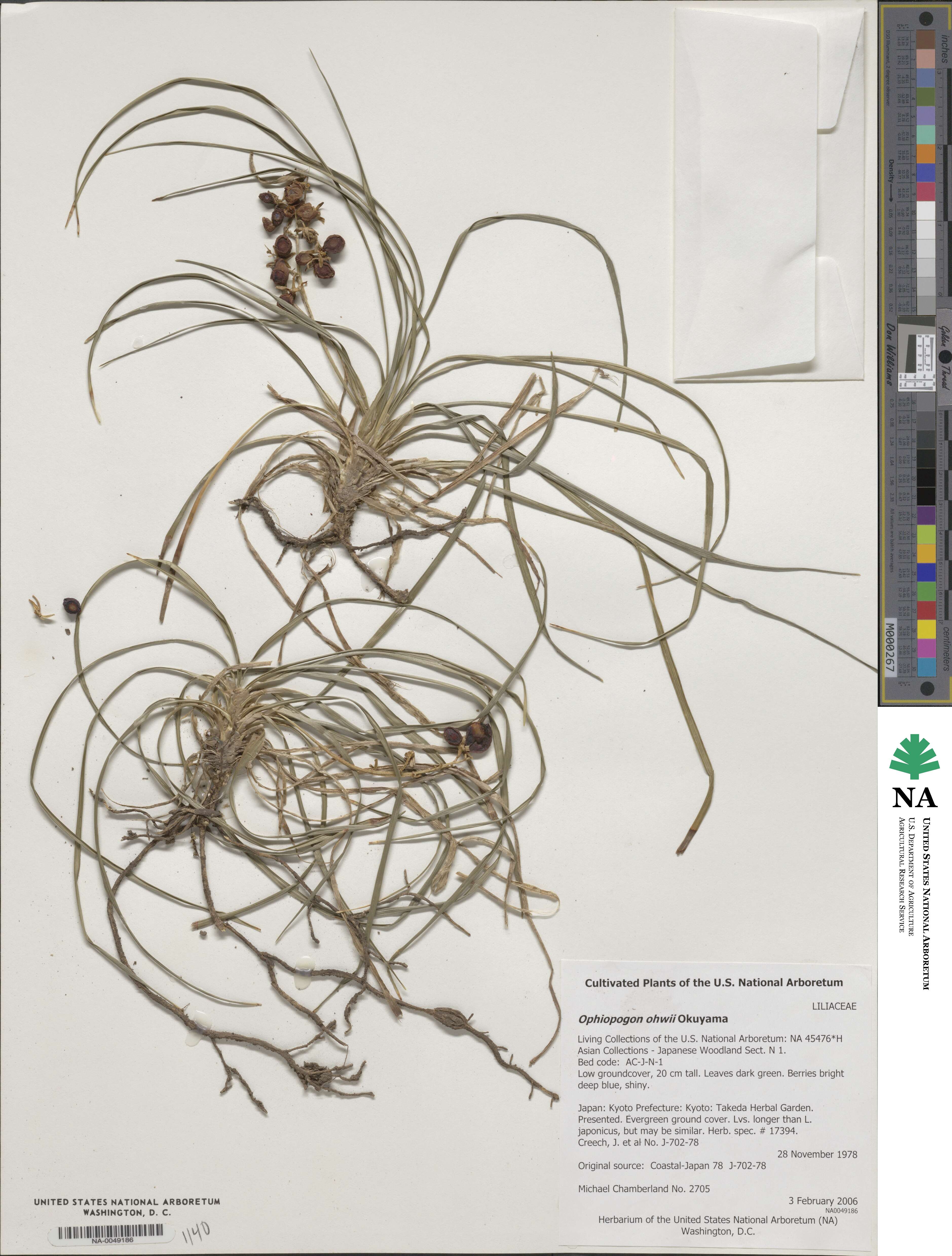 Ophiopogon japonicus image