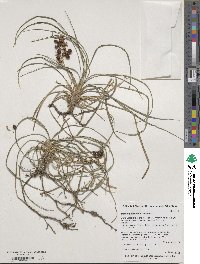 Ophiopogon japonicus image