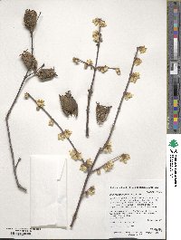 Chimonanthus praecox image