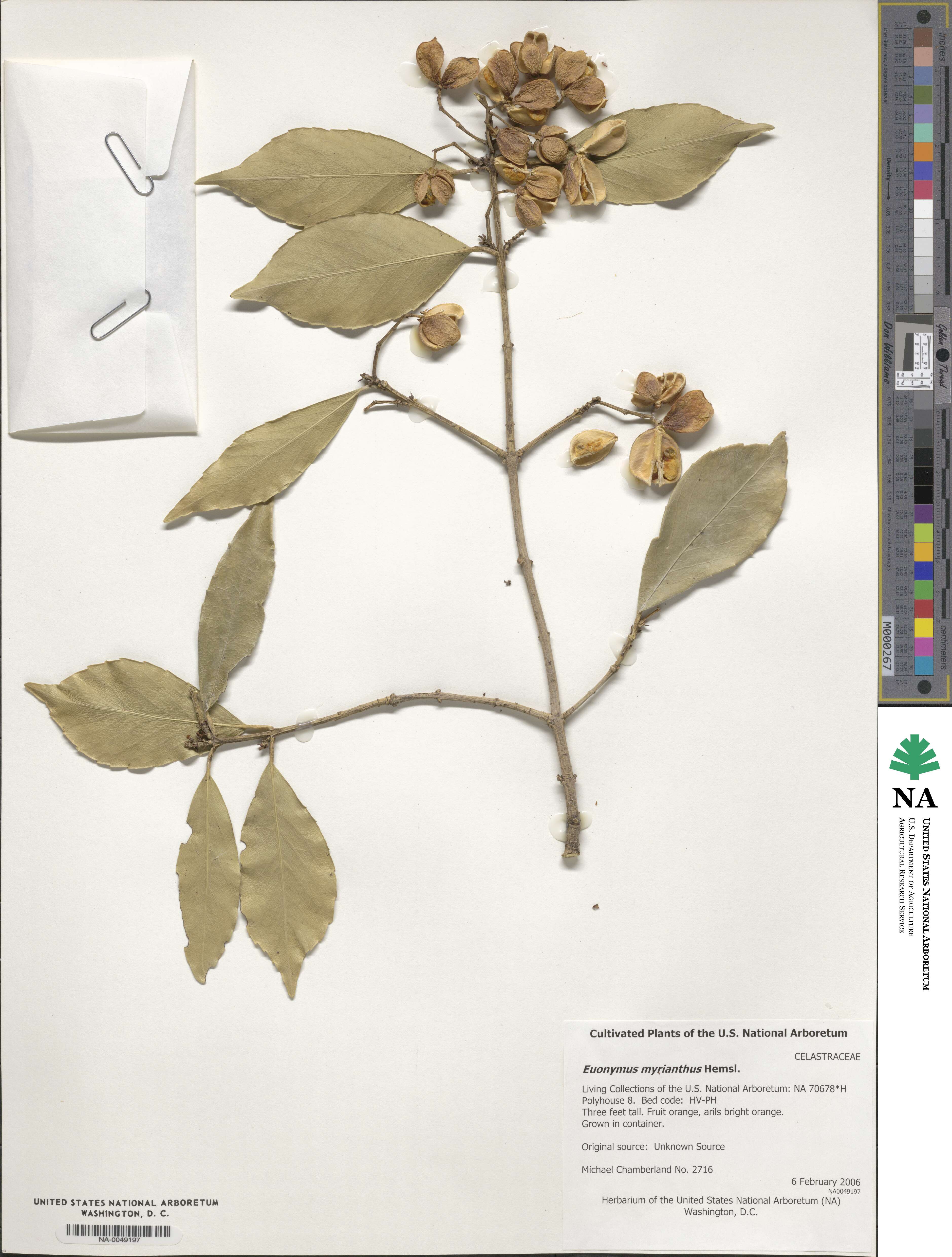 Euonymus myrianthus image