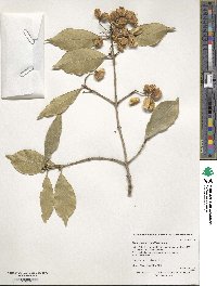 Image of Euonymus myrianthus