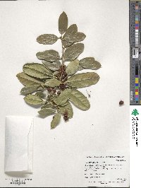 Ilex cornuta image