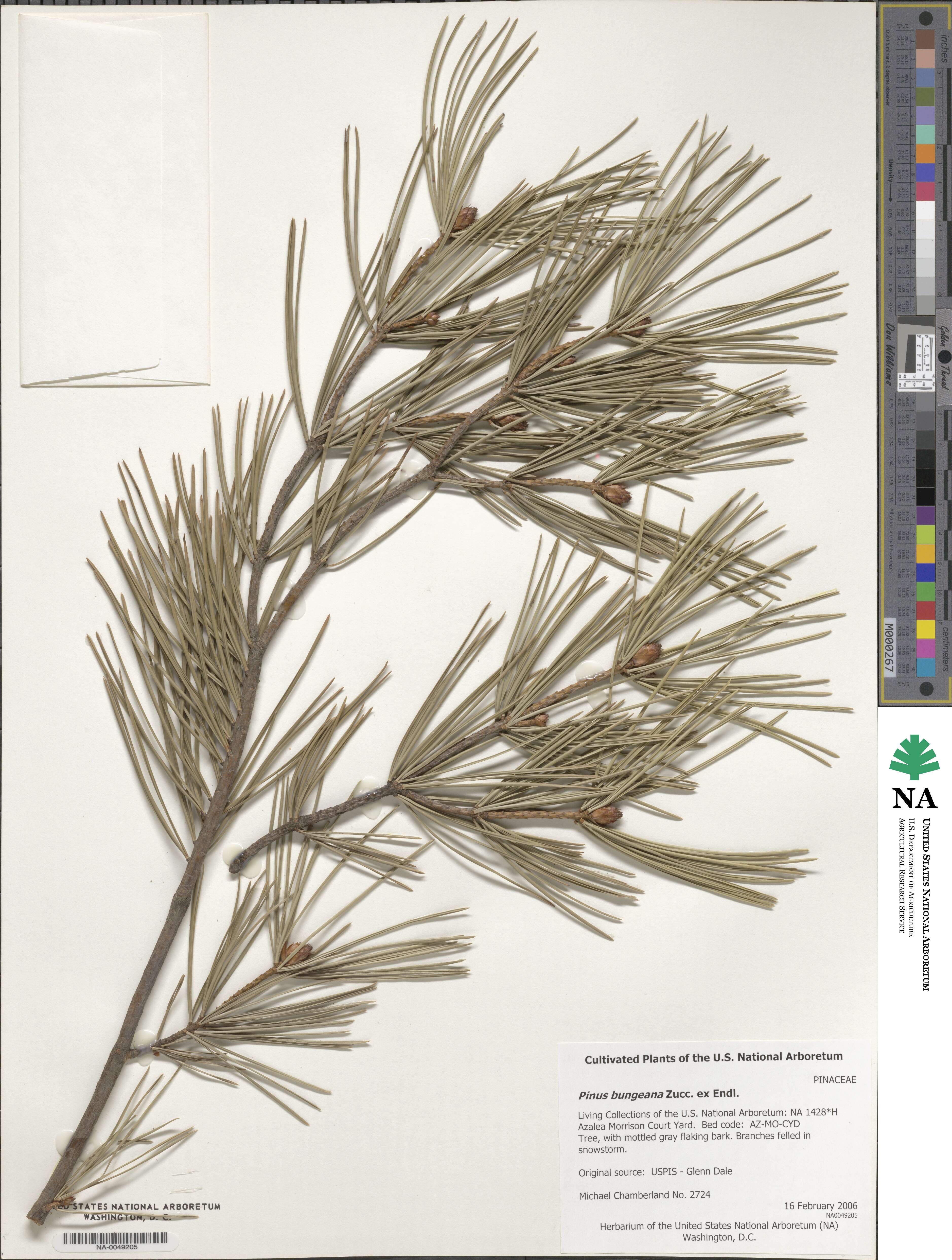 Pinus bungeana image