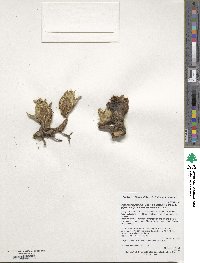 Petasites japonicus image