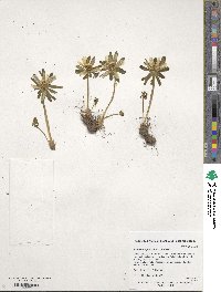 Eranthis hyemalis image