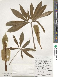 Image of Arisaema silvestrii