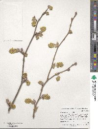 Corylopsis sinensis image