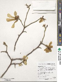 Magnolia biondii image